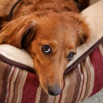 Jesse being all Dachshund