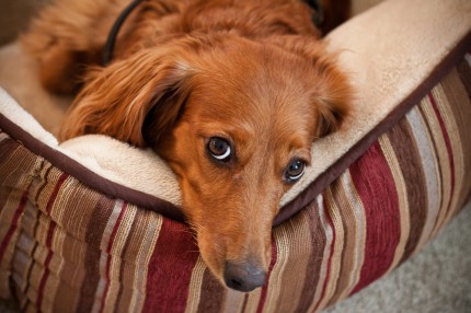 Jesse being all Dachshund