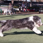 Running at the Dog Park Running at the Dog Park