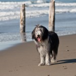 Me at Fort Funston
