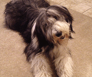 Pepper tilting her head